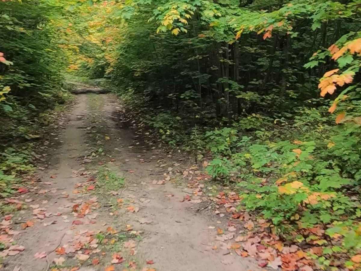 Dollar Lake Truck Trail (ORV Route A) photo 5