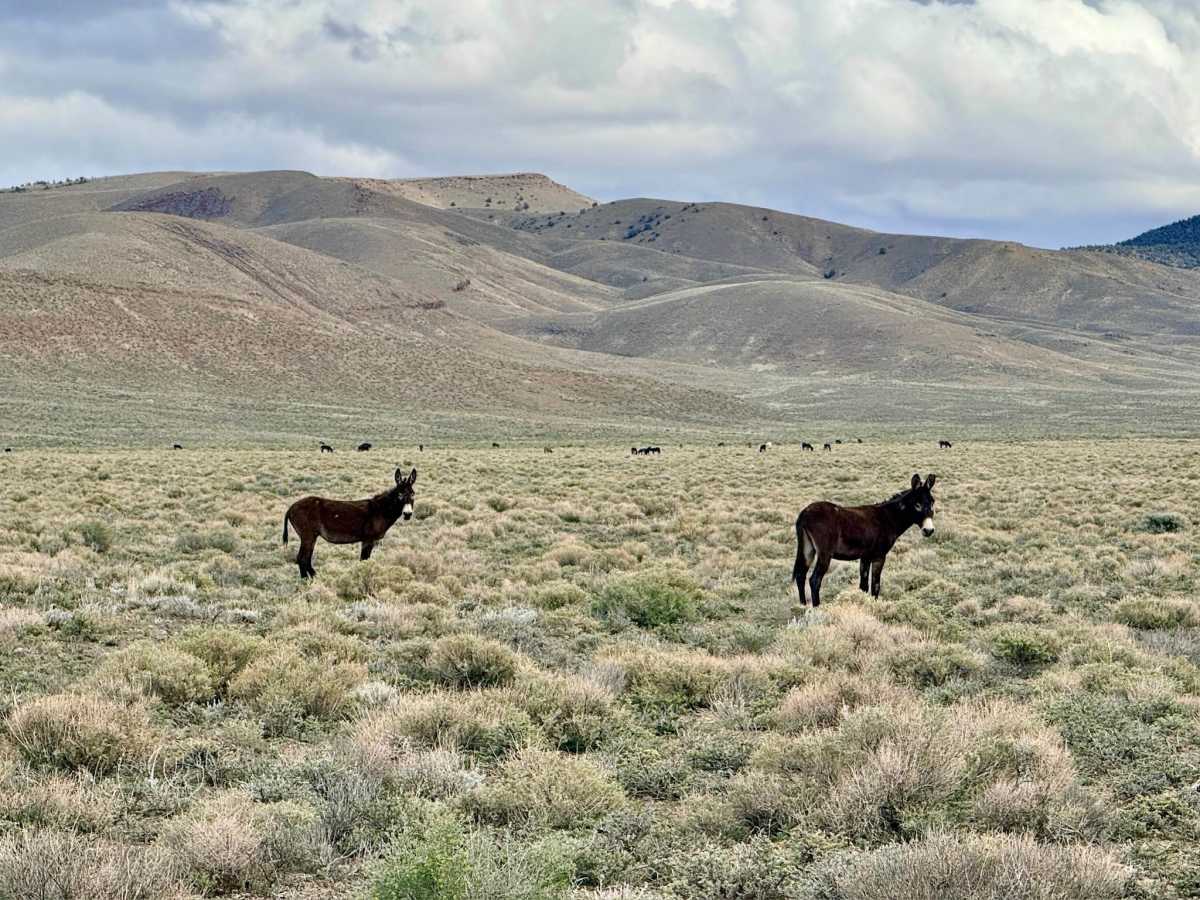 Lower Canyon Cutover Trail - BLM 288 photo 2