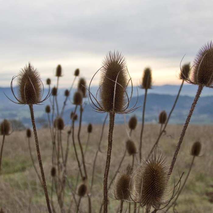 Near Mount Pisgah Hike
