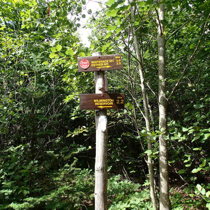 Near Marble Mountain Trail #83