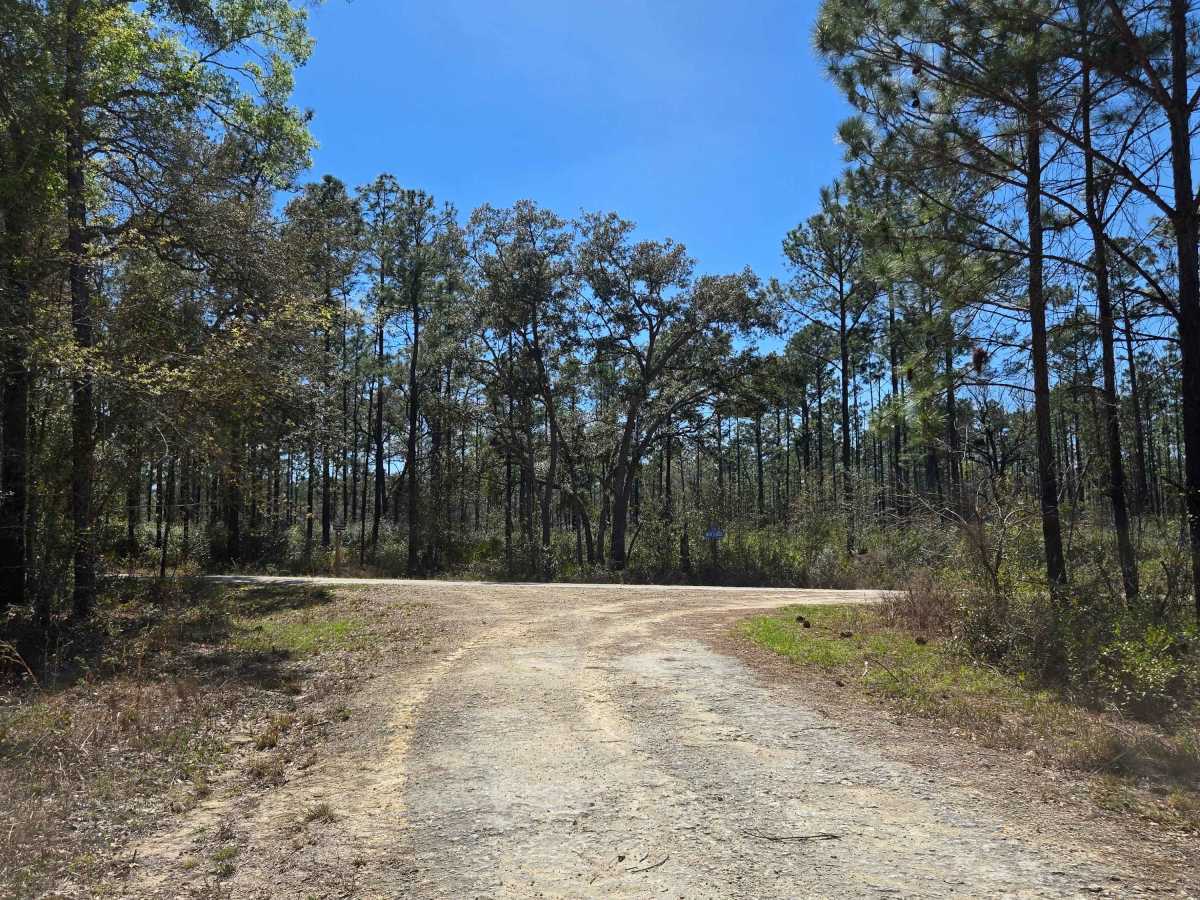 State Forest Road photo 5