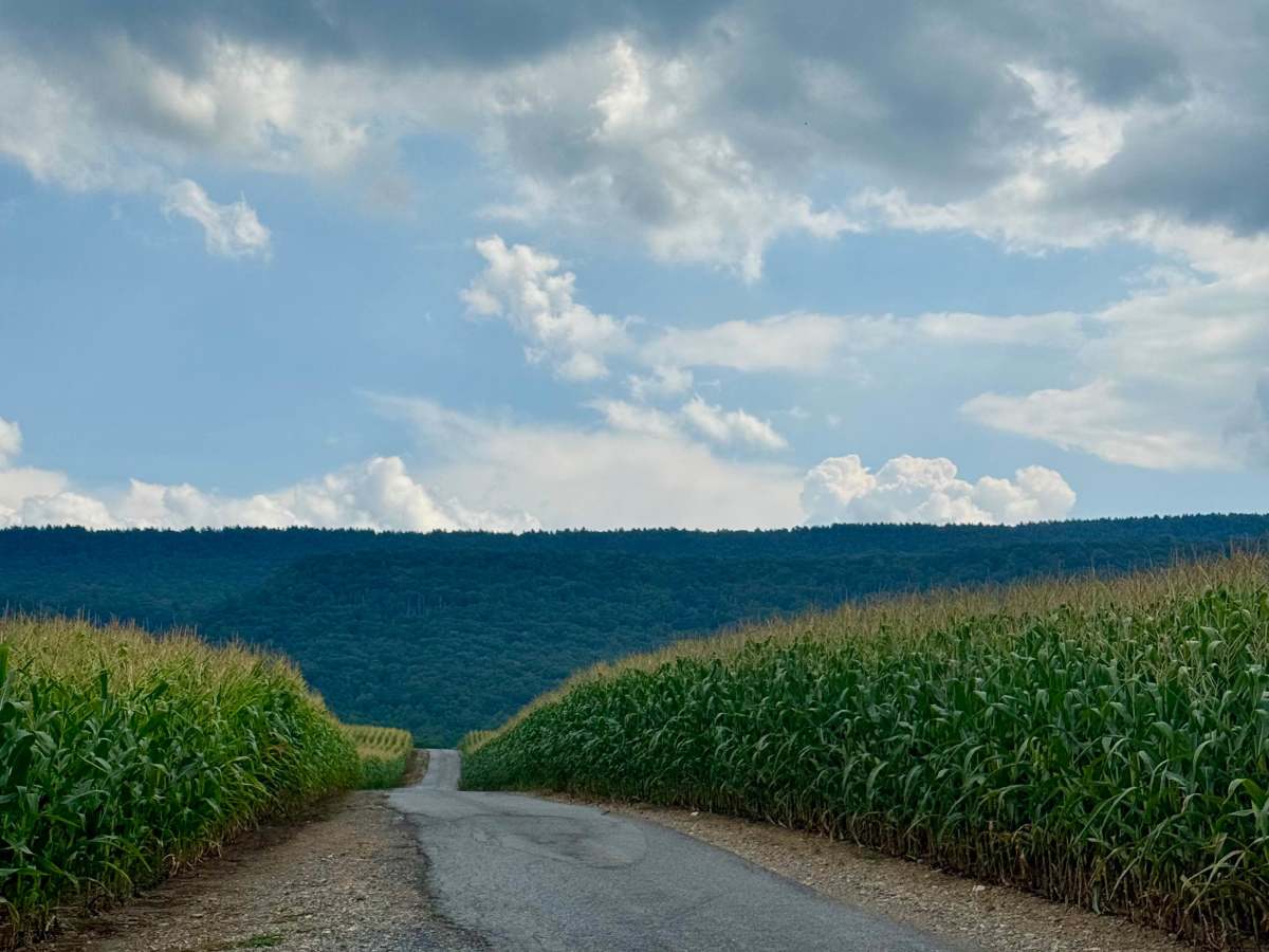 Pennsylvania Furnace Road photo 2