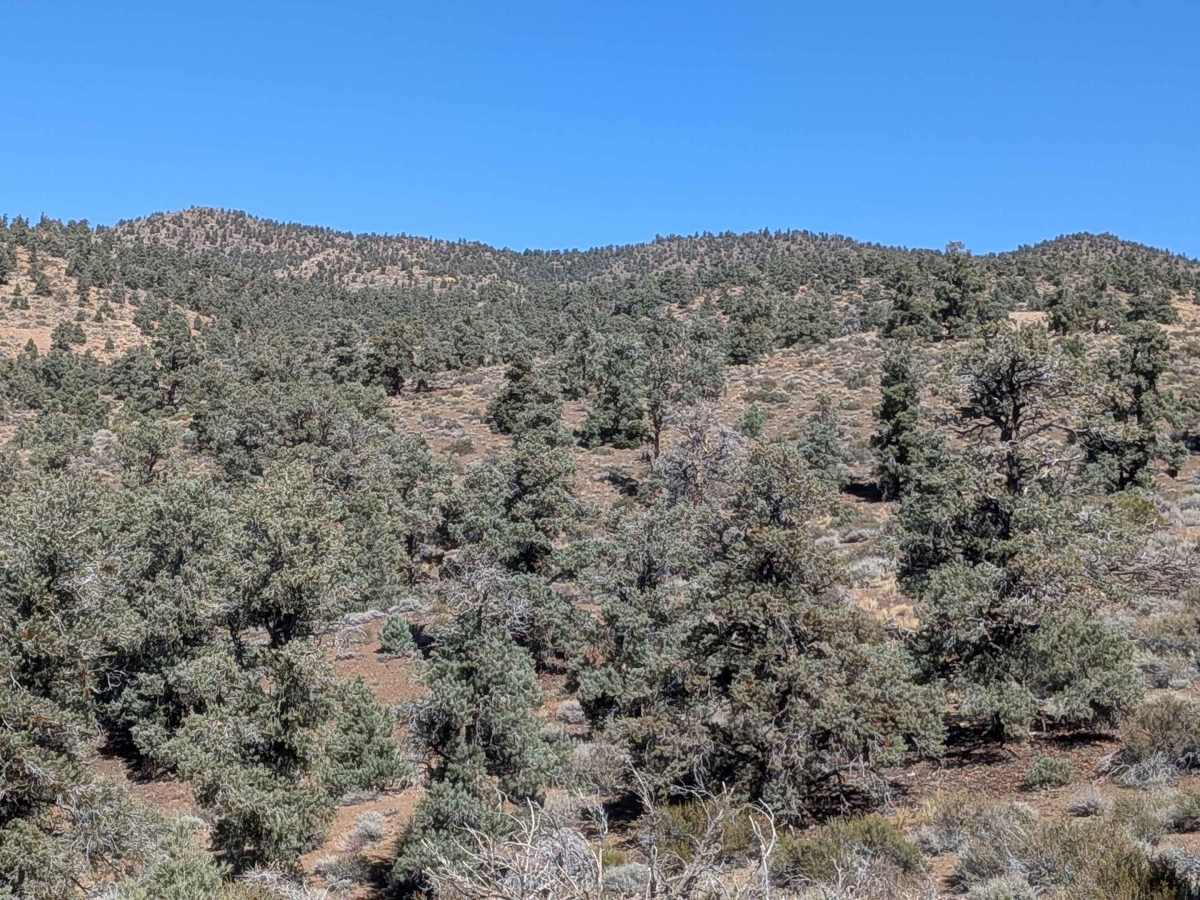 Gold Crown Mine - FS3S50 trail photo