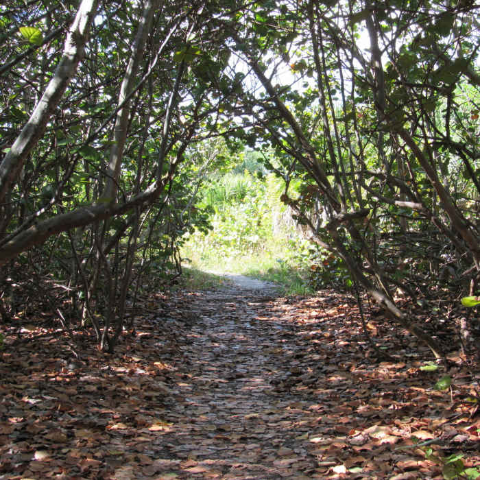 Nice coverage exists on much of the Robin's Birding Trail. Near Robin's Birding Trail