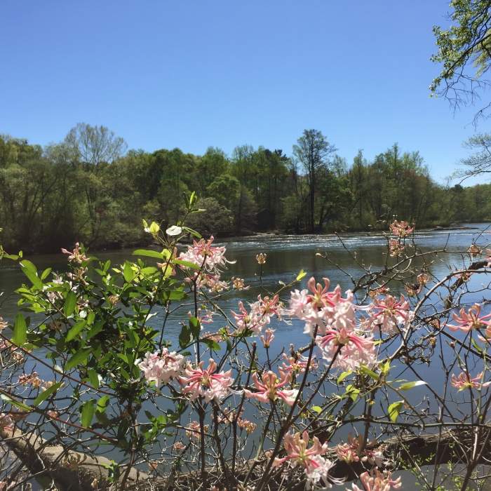 Spring has sprung along this river (in April). Near Island Ford South Loop