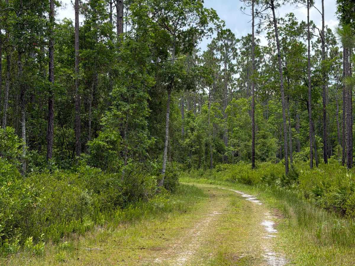 Crooked Road photo 4