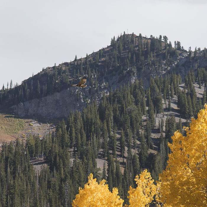 Near Cardiff Fork Trail