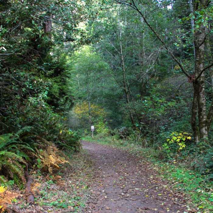 Near Fern Canyon Trail