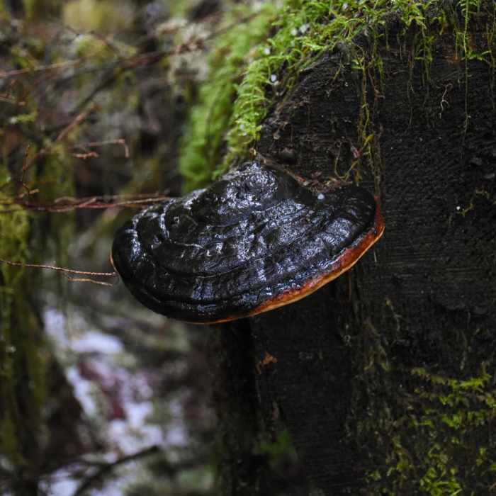 Near Horse Creek North/Drift Creek North Hike