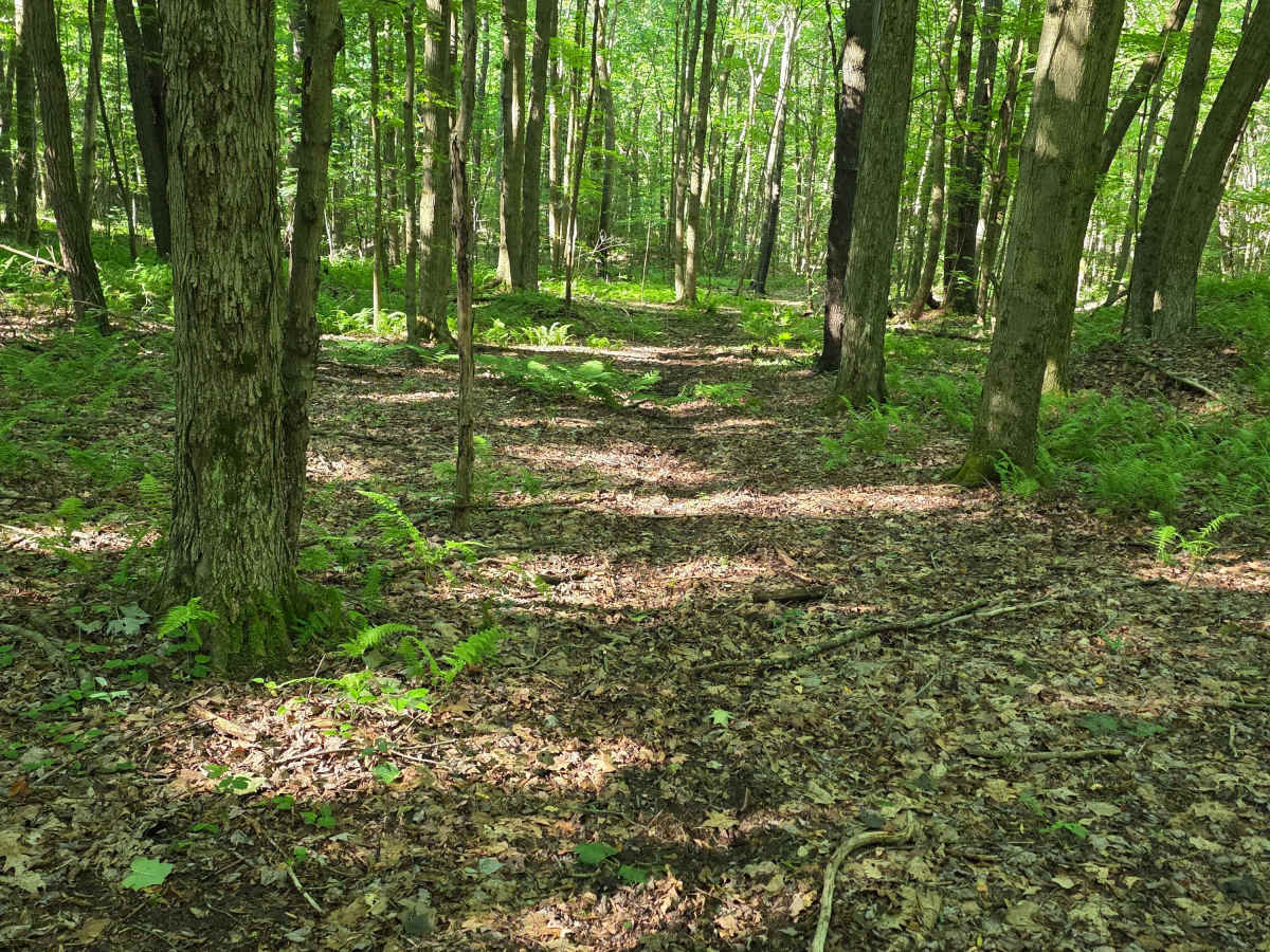 Single Track C6 trail photo
