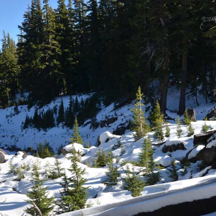 Near Demaris Lake Near Demaris Lake