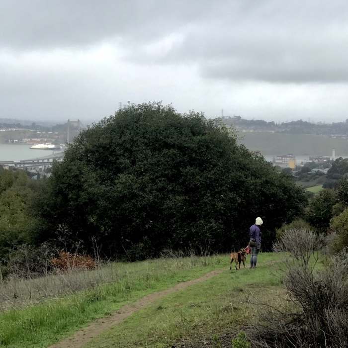 Near Bay Area Ridge Trail: Crockett Hills