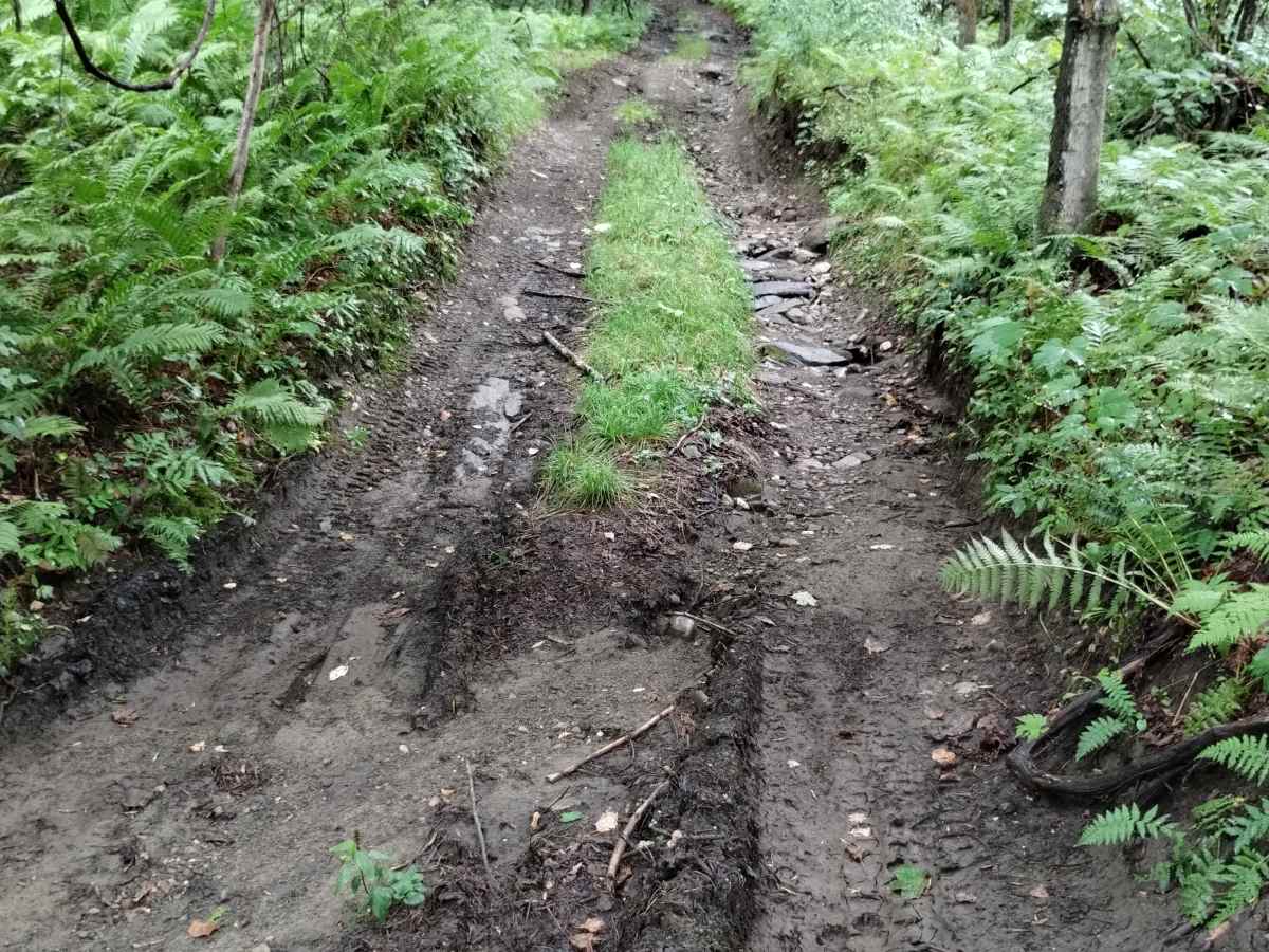 Cliffard Pond Trail photo 2