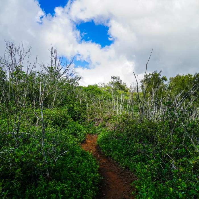 Near Kalauao Gulch and Kalauao Falls Near Kalauao Gulch and Kalauao Falls