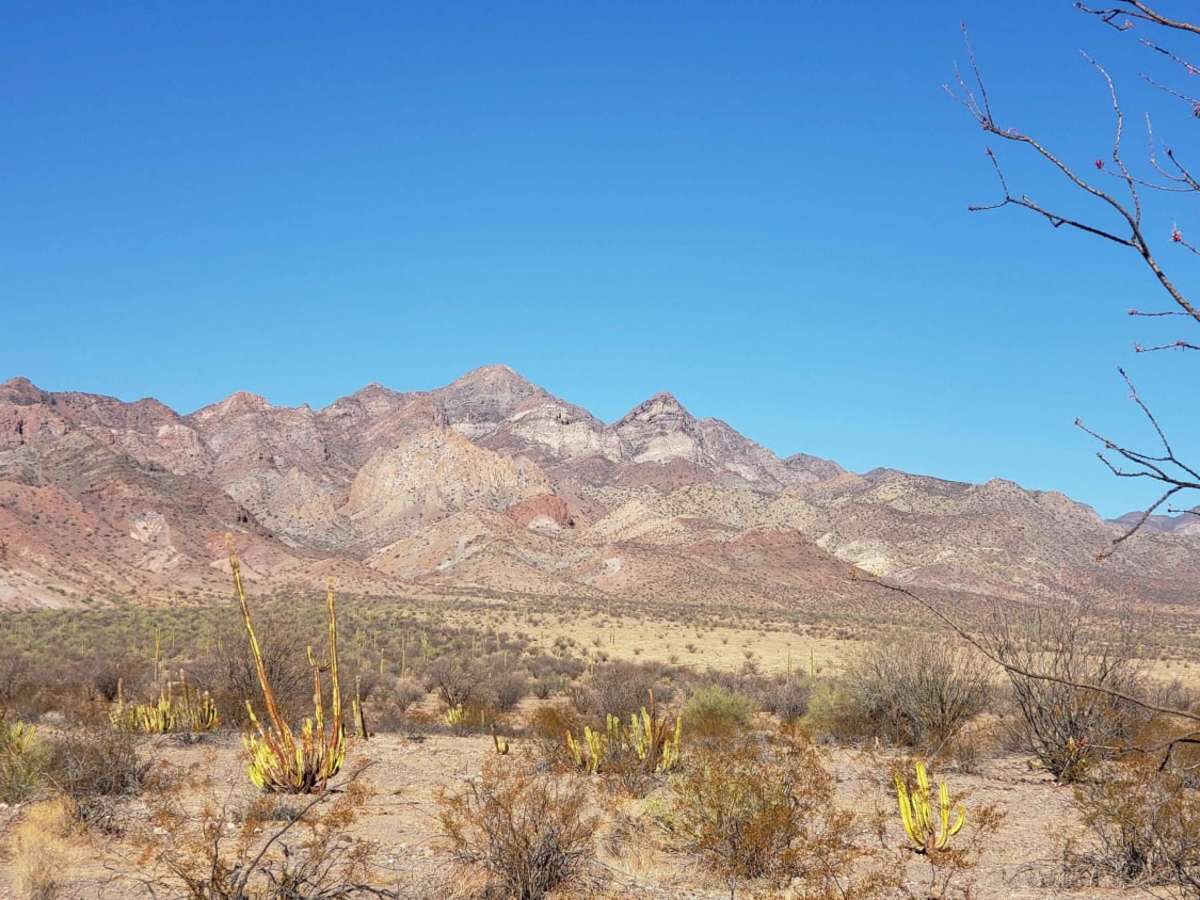 Valle de los Cirios trail photo