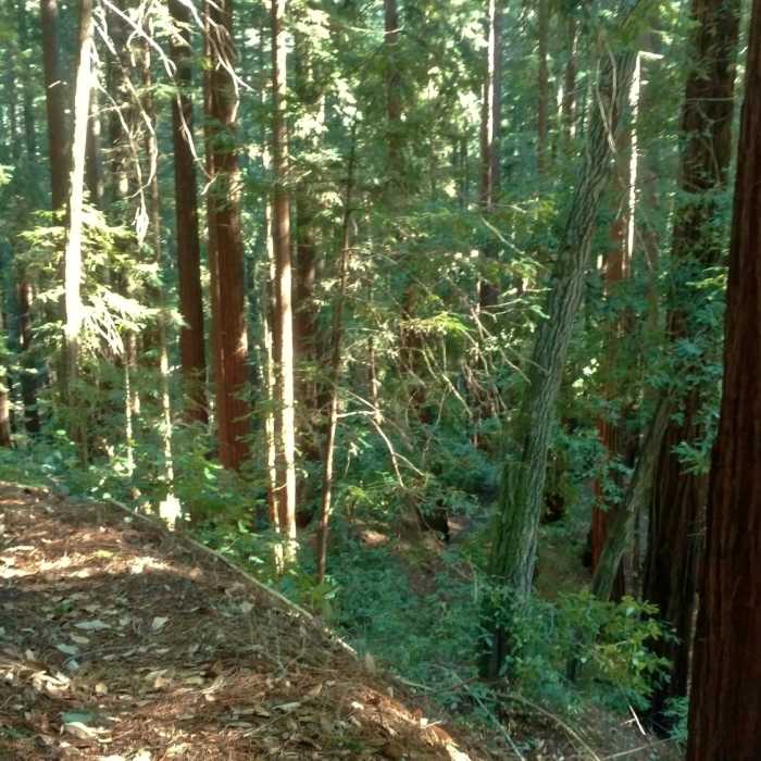 Near Big Slide Trail