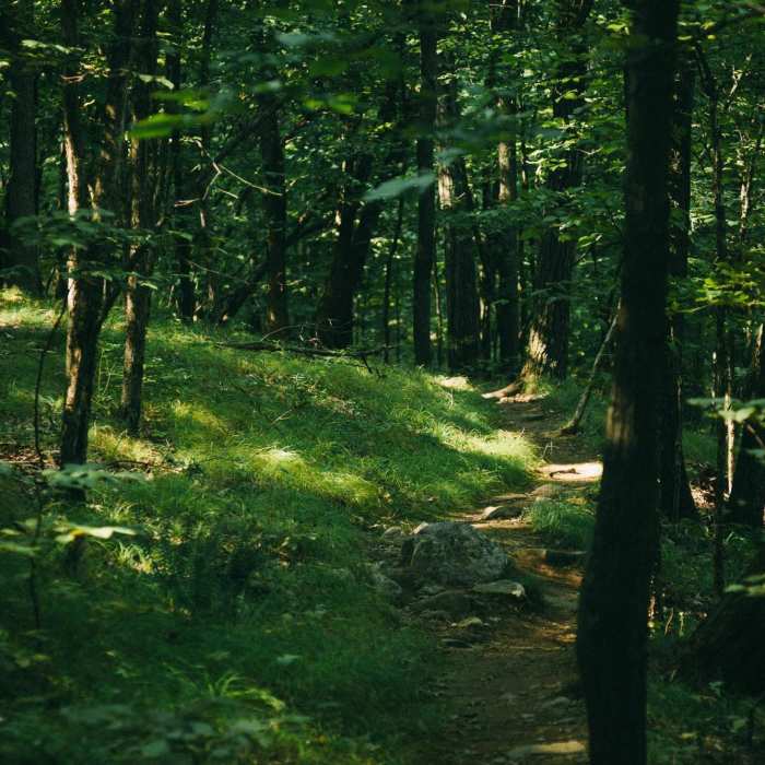 Near Wilkinson Memorial Trail