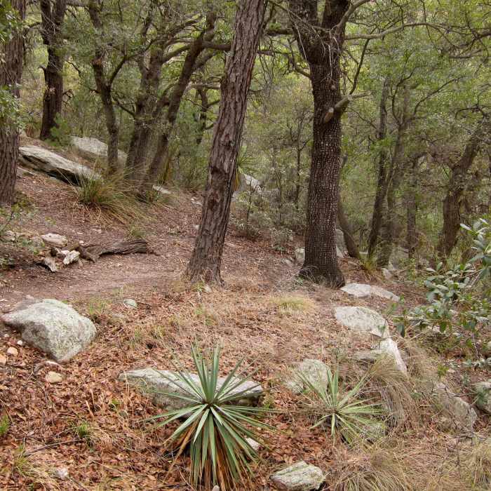 Near Pima Canyon Trail #62