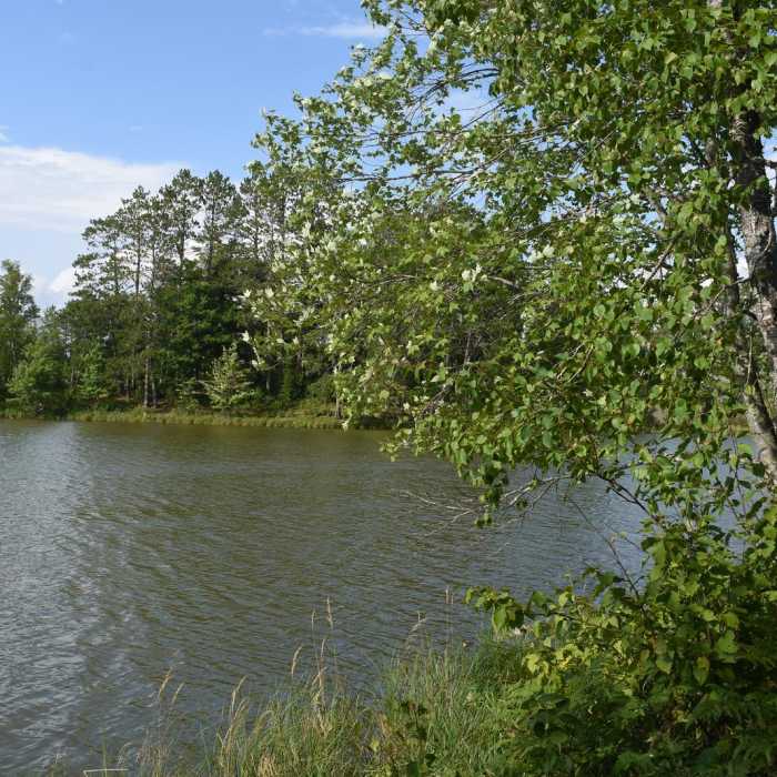 Near Loon Lake Trail