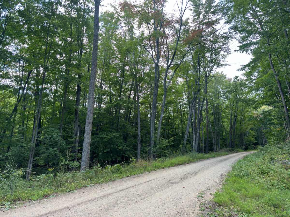 Forest Service Road 9982 photo 3