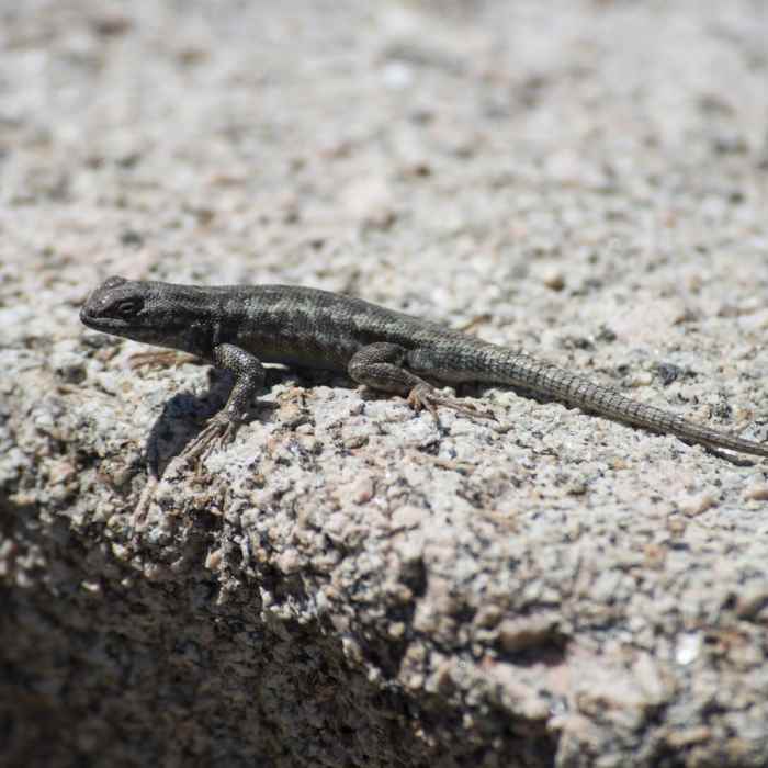 Near The Woodland Interpretive Trail