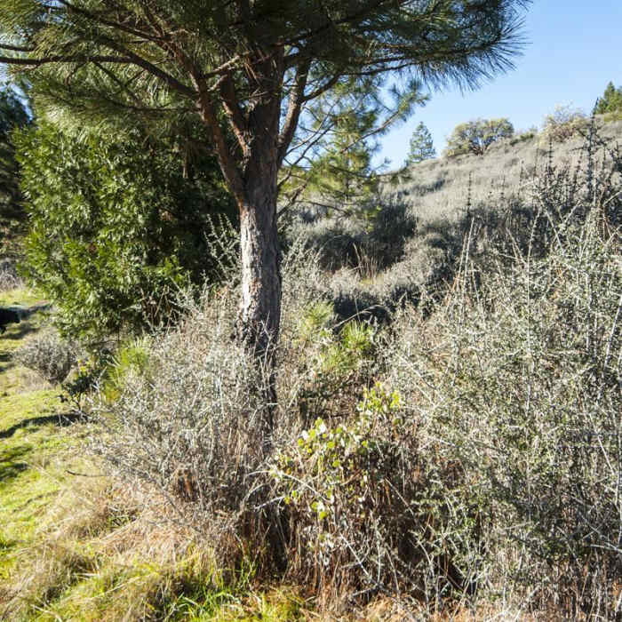 Near Panorama Point via Oregon Trail