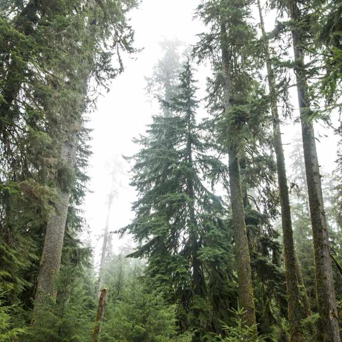 Near Hoh Rain Forest Loop