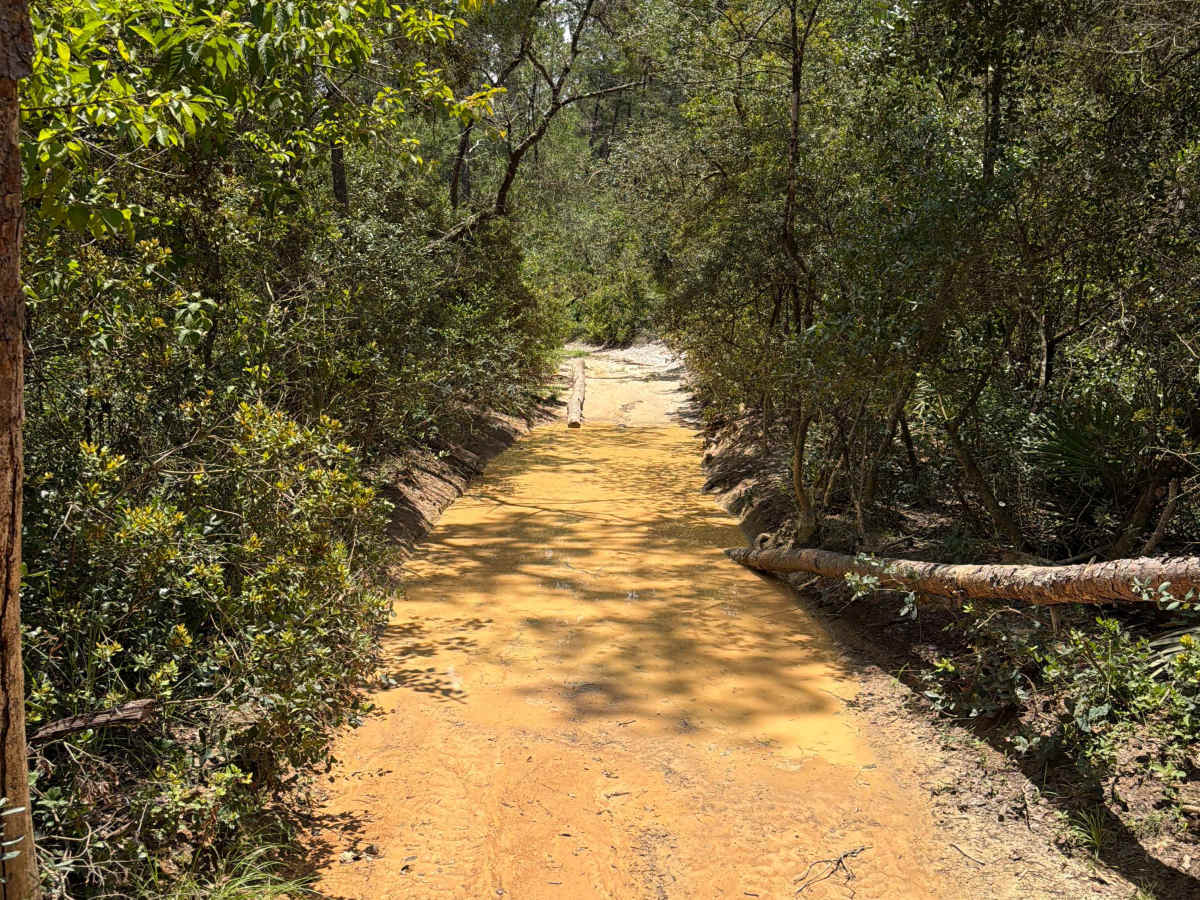 Centennial South - FS 520 trail photo
