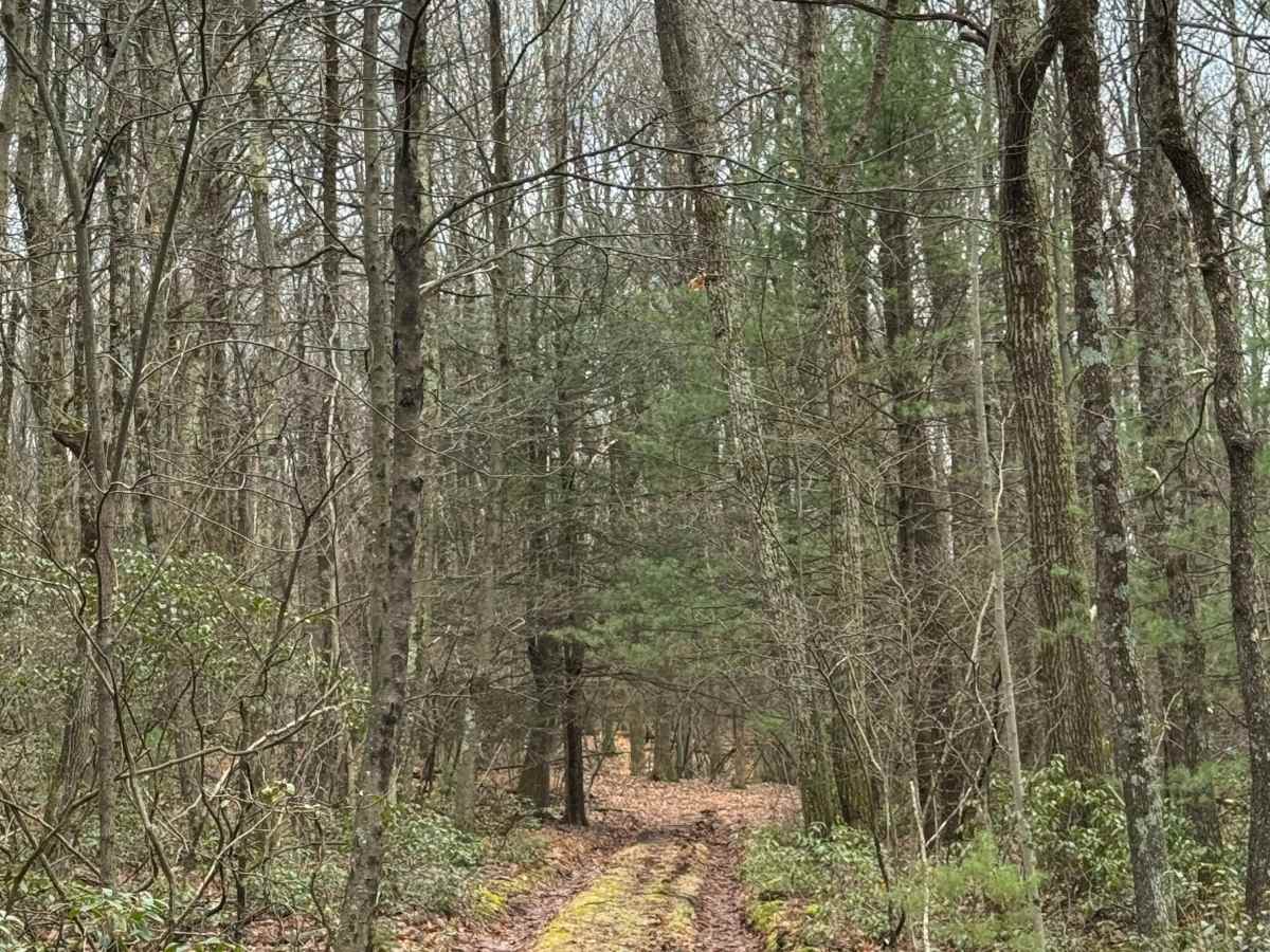 Middle Ridge Trail photo 6