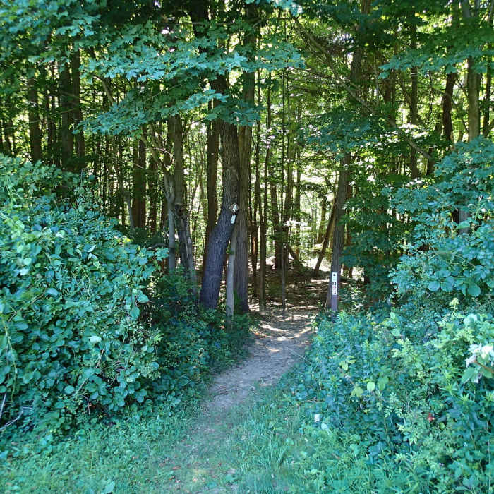 Near Three Lakes Trail - Appalachian Trail Loop
