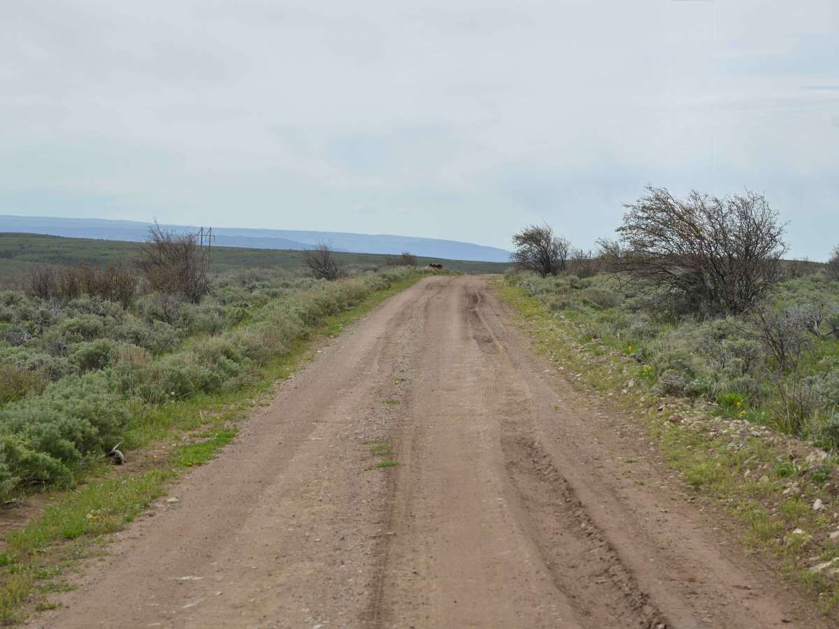 Barker Spring Loop - FS 10050 photo 3