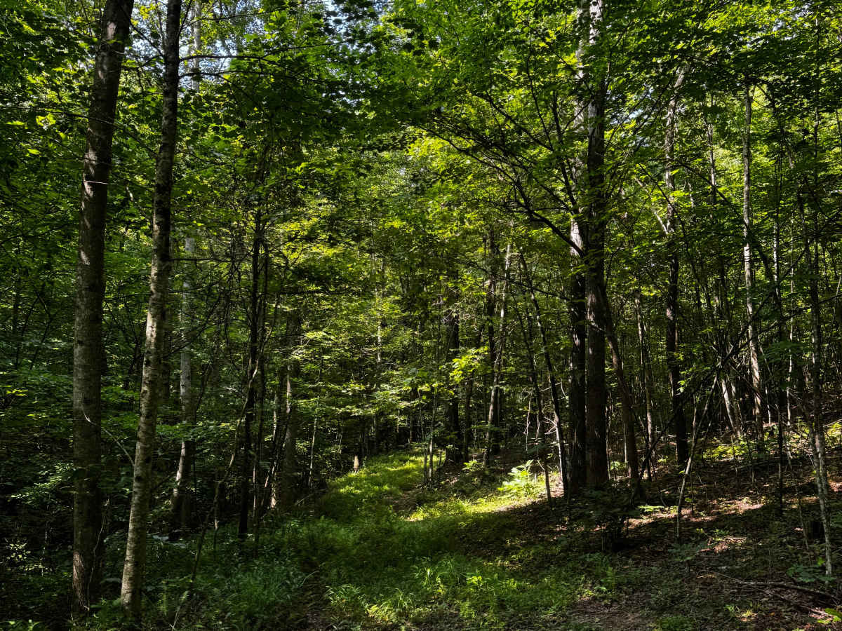 Trail 8B photo 5