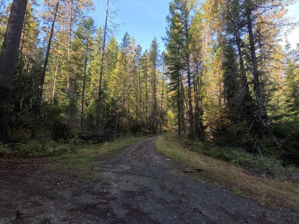 Kidney Pond Road trail photo