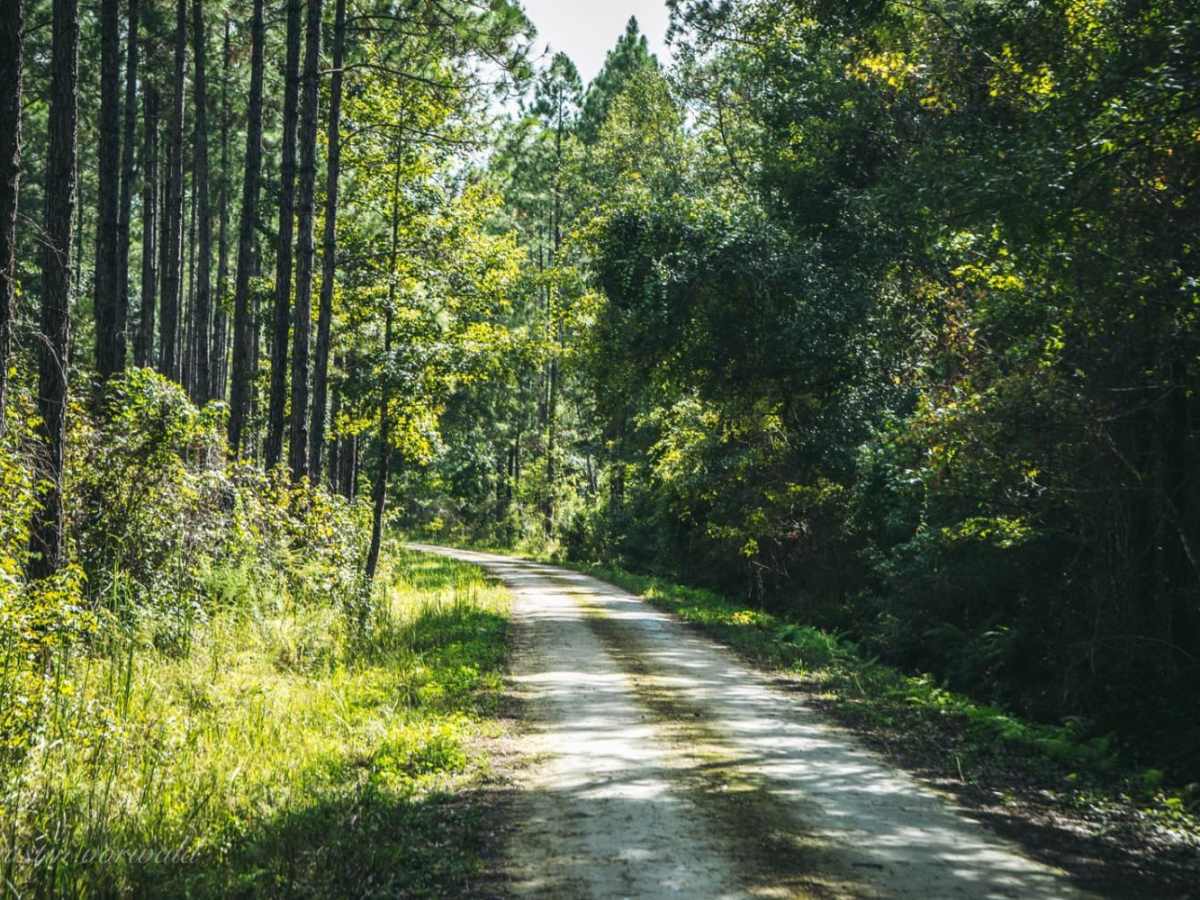 Four Creeks State Forest Main Road trail photo