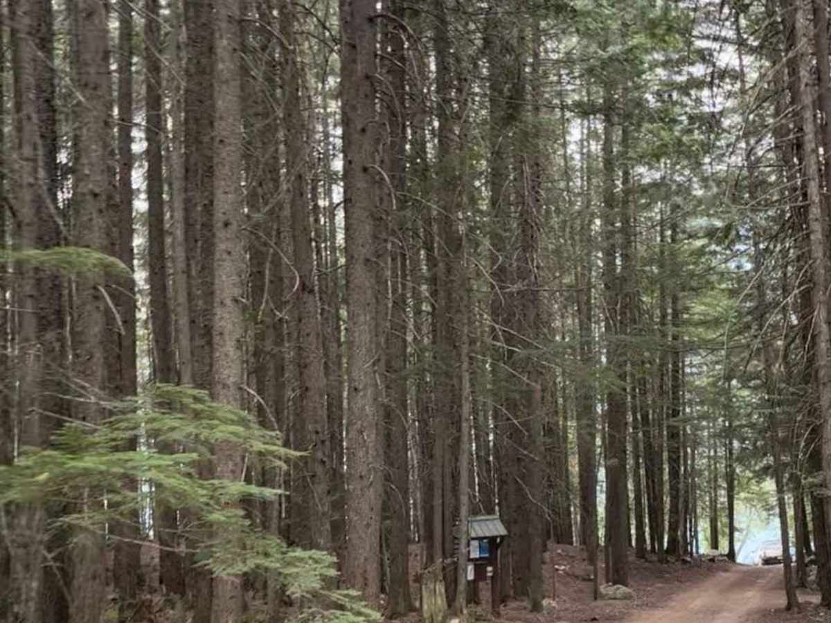 Whatshan FSR to Ritchy Rec Site photo 6