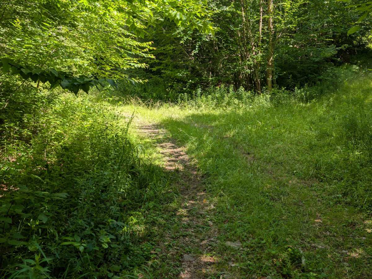 Albert Marsh Hill Trail photo 2