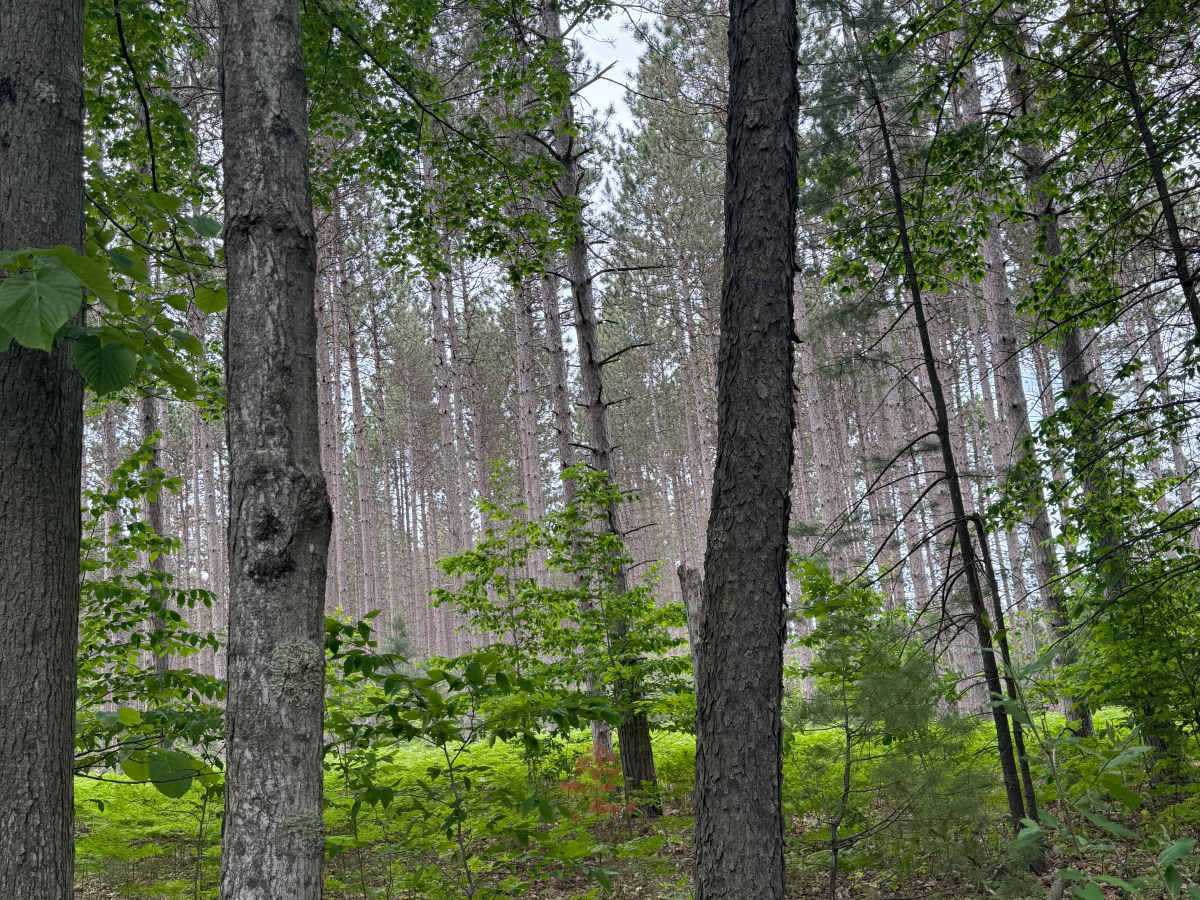 Roots Lake Trail photo 6