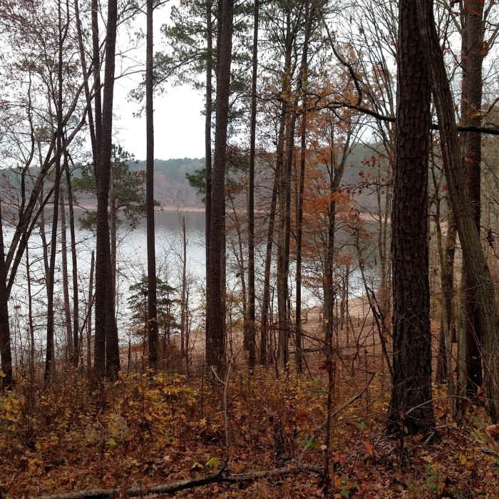 Near Jimmy Rogers Road Out-and-Back