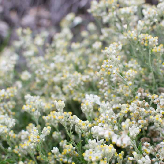 Near Sturtevant Falls