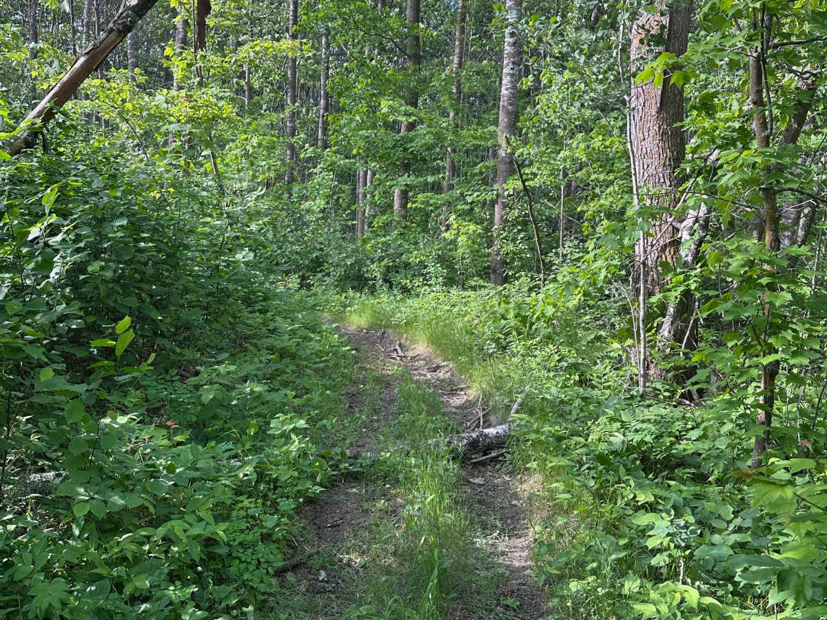 Woodchuck photo 4