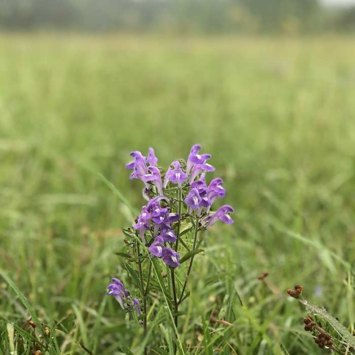 Wildflowers on the levee Near Dogwood Point Loop