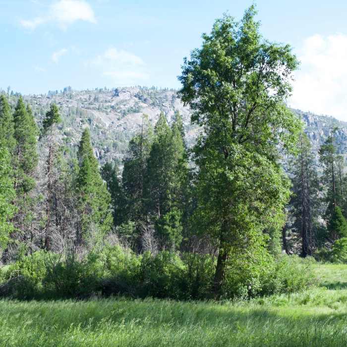 Near Poopenaut Valley Trail