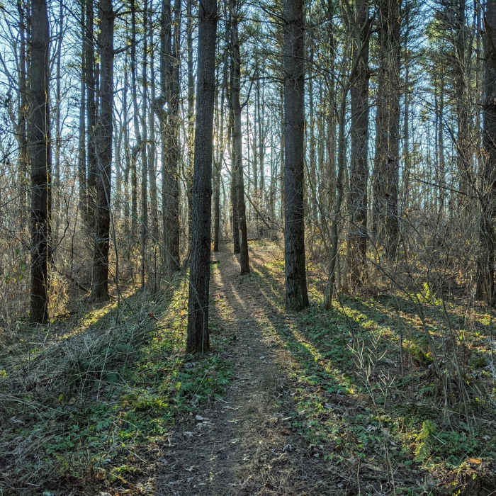 Great section through a pine grove Near MMSD Forest Loop