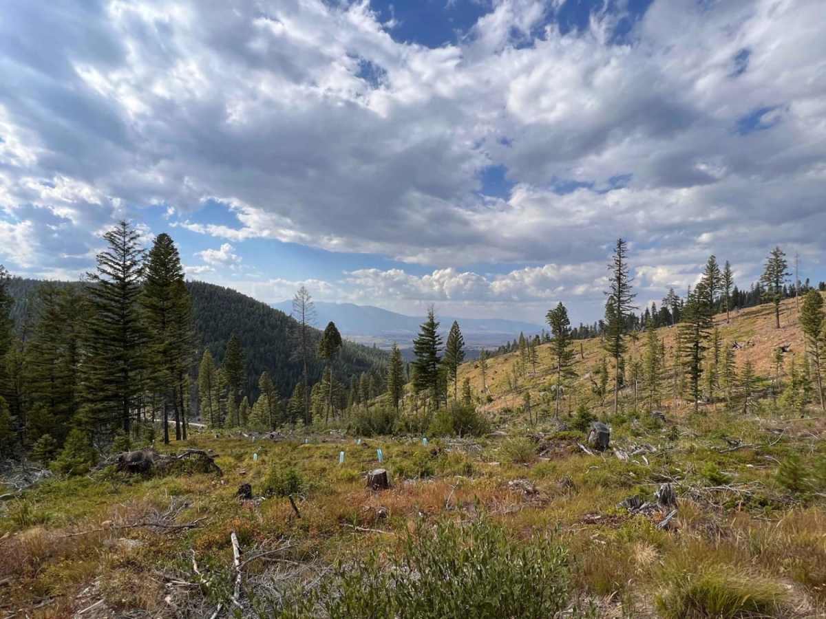 Skyline trail photo