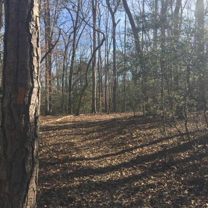 Find the Dogwood Lane Trail through all the leaves. Near Dogwood Lane Trail