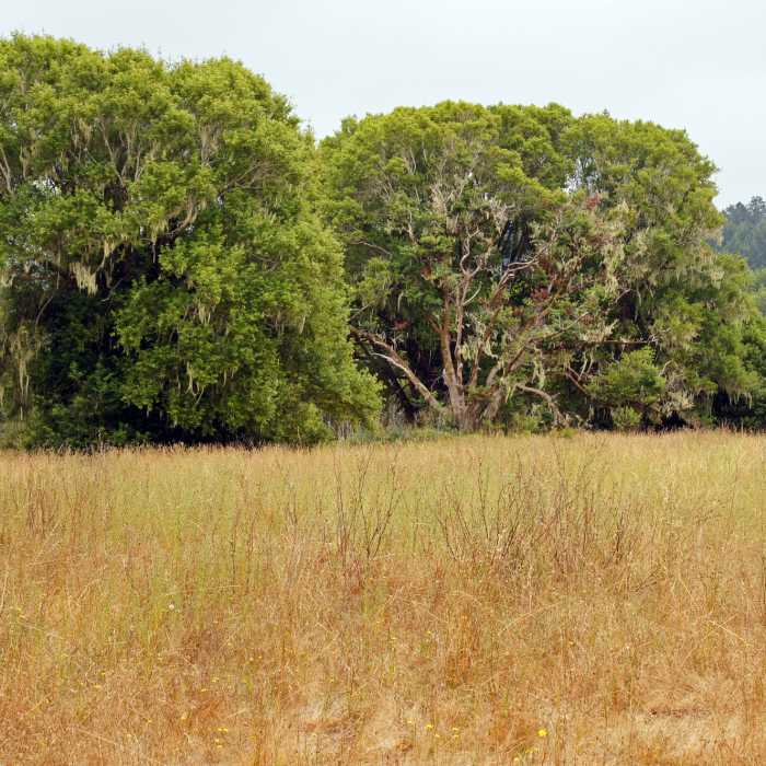Near Earthquake Trail