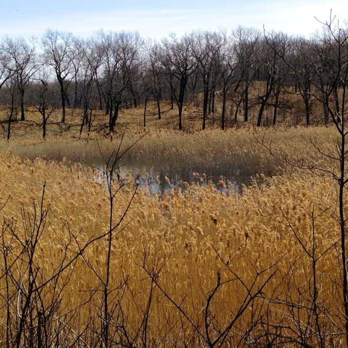 An interdunal pond with globally rare black oak savanna in the background. Near Paul H. Douglas Trail