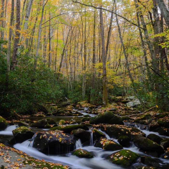 Near Middle Prong Trail Near Middle Prong Trail