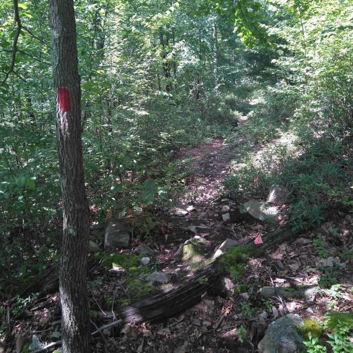 Red markers Near Huckleberry Loop