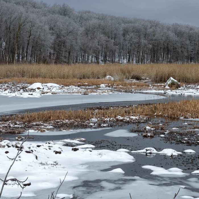 An otherwise routine wetland becomes a winter wonder after a snow and ice storm in Mahlon Dickerson Reservation, NJ. Near Mahlon Dickerson Highlights